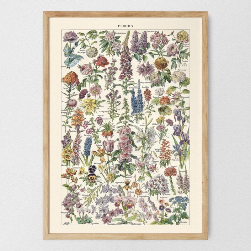 Fleurs - Kwiaty – plakat vintage, reprint dawnej ilustracji