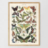 Papillons - Motyle – plakat vintage, reprint dawnej ilustracji
