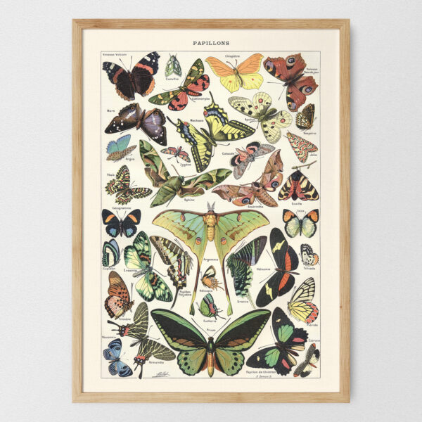 Papillons - Motyle – plakat vintage, reprint dawnej ilustracji