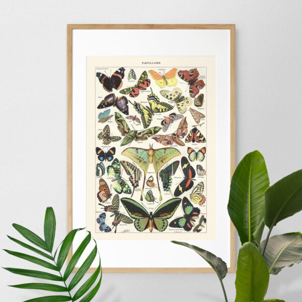 Papillons - Motyle – plakat vintage we wnętrzu