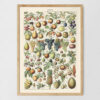 bibliografika-plakat-vintage-owoce-fruit-01 Fruits - Owoce – plakat vintage, reprint dawnej ilustracji