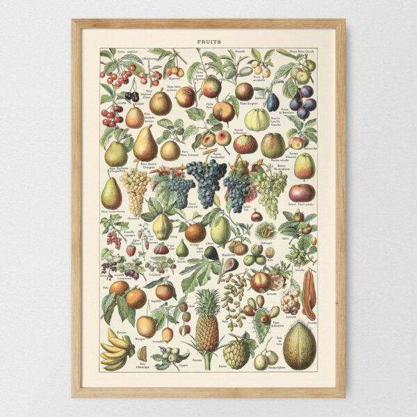 bibliografika-plakat-vintage-owoce-fruit-01 Fruits - Owoce – plakat vintage, reprint dawnej ilustracji