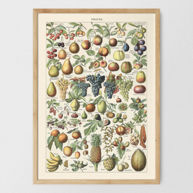 Fruits - Owoce – plakat vintage, reprint dawnej ilustracji