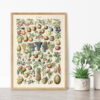 bibliografika-plakat-vintage-owoce-fruit-03 Fruits - Owoce – plakat vintage we wnętrzu