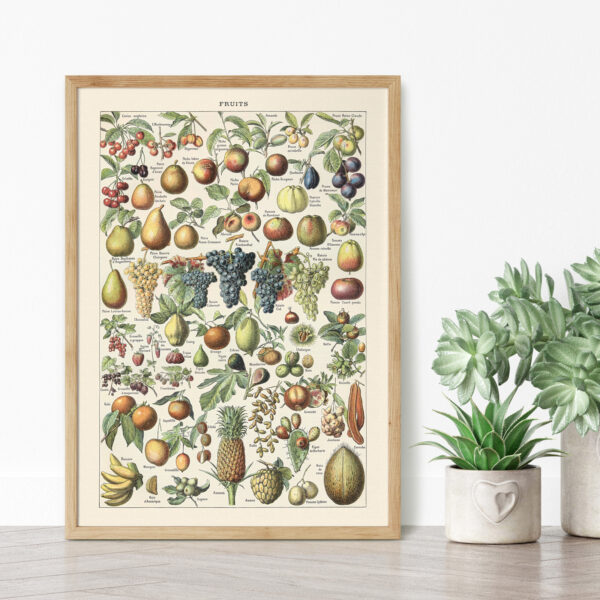 bibliografika-plakat-vintage-owoce-fruit-03 Fruits - Owoce – plakat vintage we wnętrzu