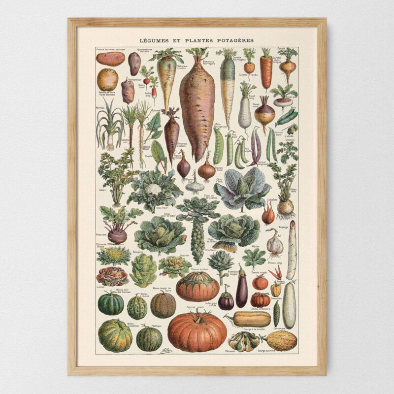 Legumes - Warzywa – plakat vintage, reprint dawnej ilustracji