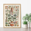 bibliografika-plakat-vintage-warzywa-legumes-do-kuchni-04 Legumes - Warzywa – plakat vintage we wnętrzu