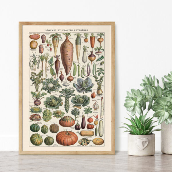 bibliografika-plakat-vintage-warzywa-legumes-do-kuchni-04 Legumes - Warzywa – plakat vintage we wnętrzu