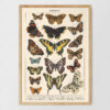 Lepidoptera - Motyle I – plakat vintage, reprint dawnej ilustracji