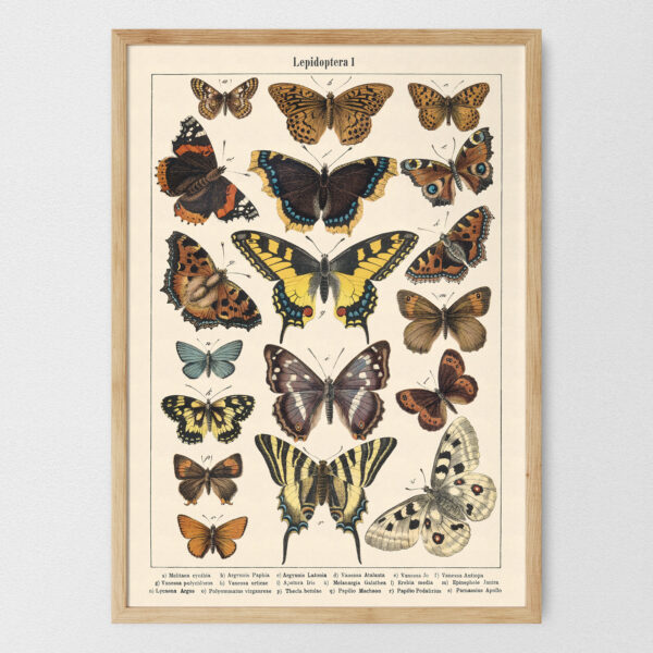Lepidoptera - Motyle I – plakat vintage, reprint dawnej ilustracji