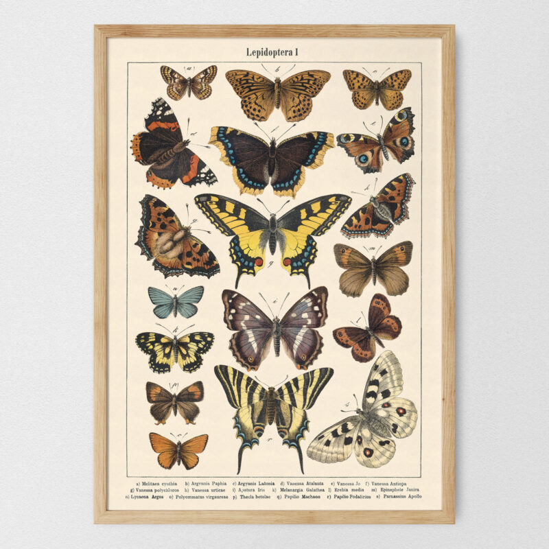 Lepidoptera - Motyle I – plakat vintage, reprint dawnej ilustracji