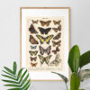 Lepidoptera - Motyle I – plakat vintage we wnętrzu