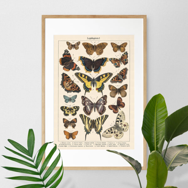 Lepidoptera - Motyle I – plakat vintage we wnętrzu