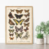Lepidoptera - Motyle I – plakat vintage we wnętrzu