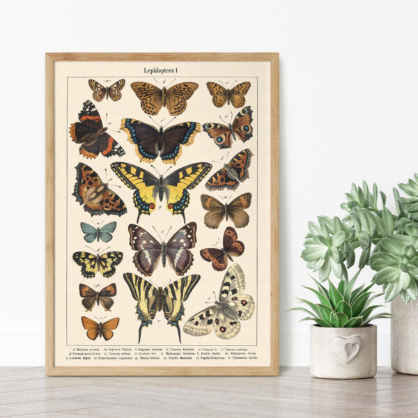 Lepidoptera - Motyle I – plakat vintage we wnętrzu