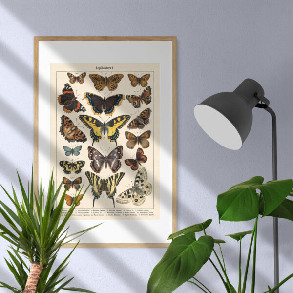 Lepidoptera - Motyle I – plakat vintage we wnętrzu