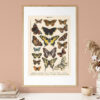 Lepidoptera - Motyle I – plakat vintage we wnętrzu