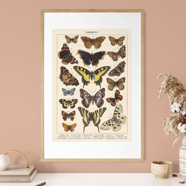 Lepidoptera - Motyle I – plakat vintage we wnętrzu