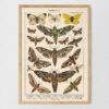 Plakat-Lepidoptera-Motyle-II-01 Lepidoptera - Motyle II – plakat vintage, reprint dawnej ilustracji