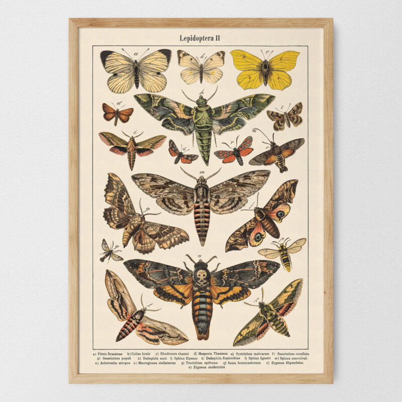 Lepidoptera - Motyle II – plakat vintage, reprint dawnej ilustracji