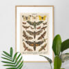 Plakat-Lepidoptera-Motyle-II-02 Lepidoptera - Motyle II – plakat vintage we wnętrzu