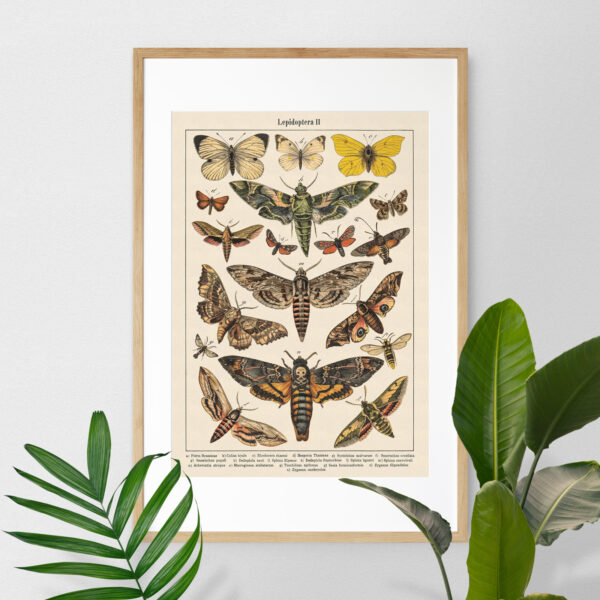 Plakat-Lepidoptera-Motyle-II-02 Lepidoptera - Motyle II – plakat vintage we wnętrzu