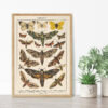 Plakat-Lepidoptera-Motyle-II-03 Lepidoptera - Motyle II – plakat vintage we wnętrzu