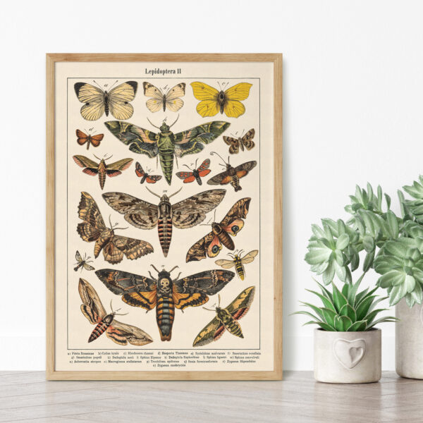 Plakat-Lepidoptera-Motyle-II-03 Lepidoptera - Motyle II – plakat vintage we wnętrzu