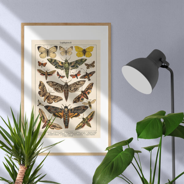 Plakat-Lepidoptera-Motyle-II-04 Lepidoptera - Motyle II – plakat vintage we wnętrzu