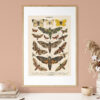 Plakat-Lepidoptera-Motyle-II-05 Lepidoptera - Motyle II – plakat vintage we wnętrzu