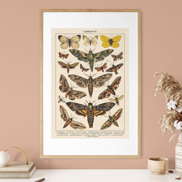 Plakat-Lepidoptera-Motyle-II-05 Lepidoptera - Motyle II – plakat vintage we wnętrzu