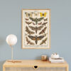Plakat-Lepidoptera-Motyle-II-06 Lepidoptera - Motyle II – plakat vintage we wnętrzu