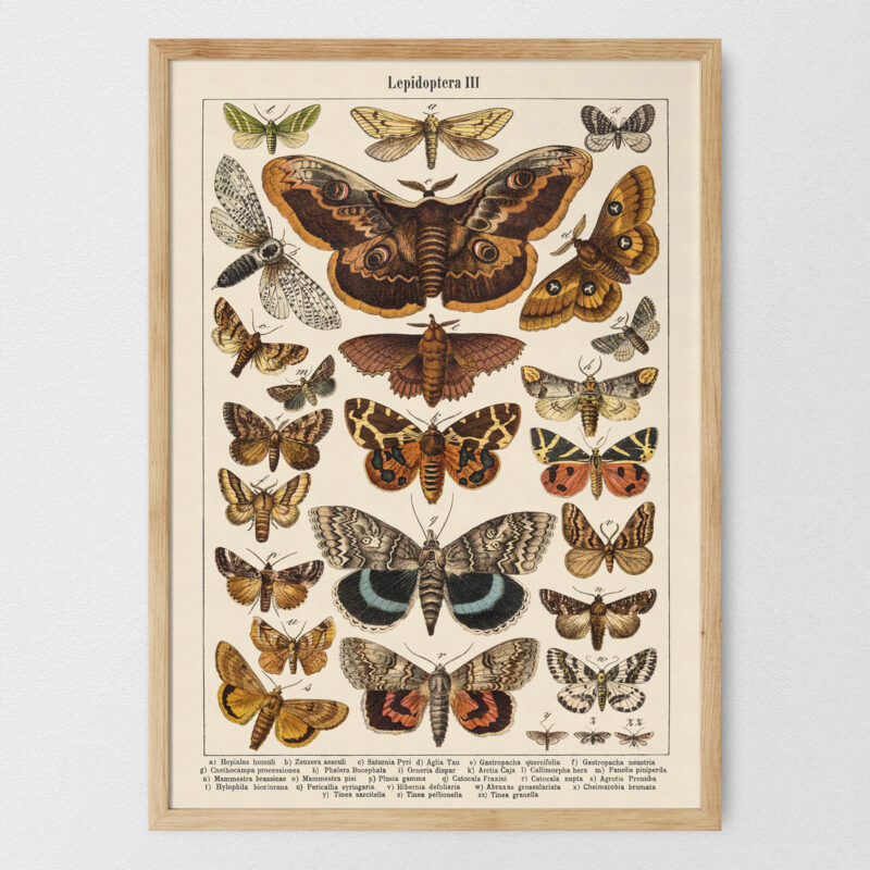 Lepidoptera - Motyle III – plakat vintage, reprint dawnej ilustracji