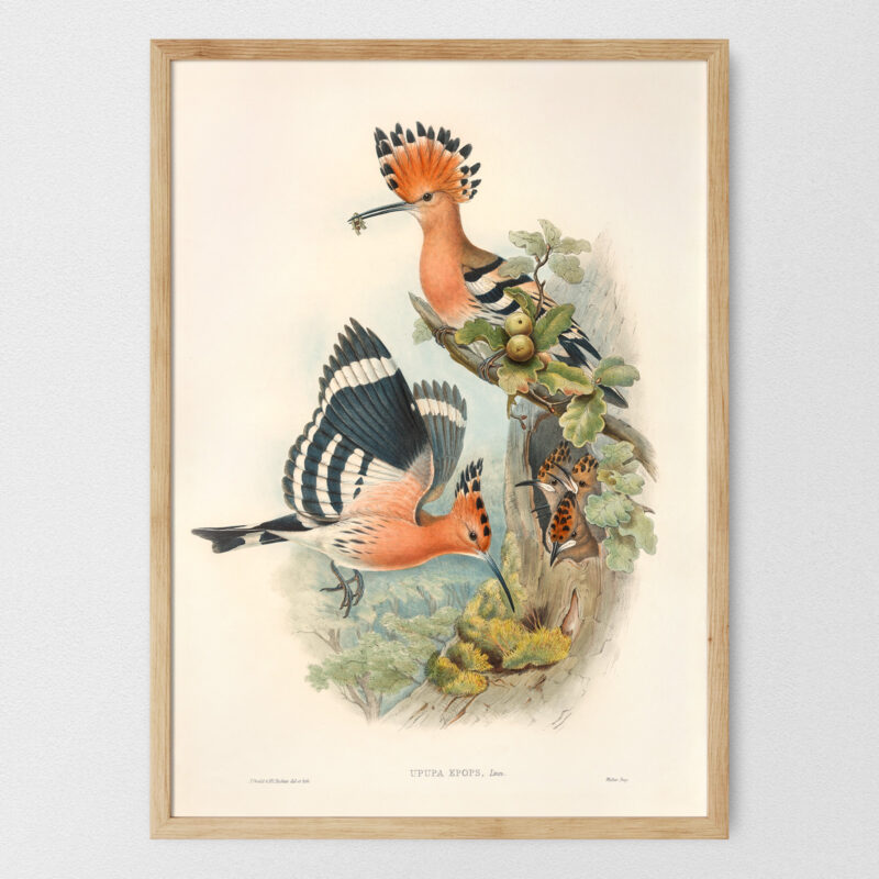 Upupa epops - Dudek – plakat vintage, reprint dawnej ilustracji