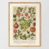 Beerenobst - Owoce jagodowe – plakat vintage, reprint dawnej ilustracji
