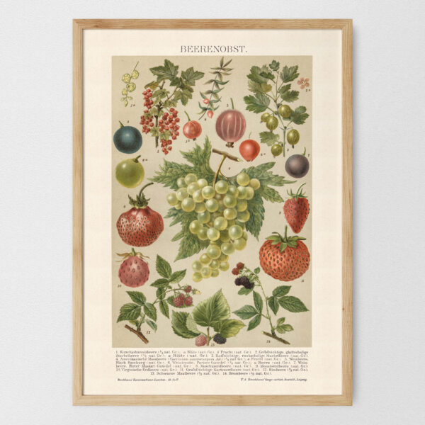 Beerenobst - Owoce jagodowe – plakat vintage, reprint dawnej ilustracji