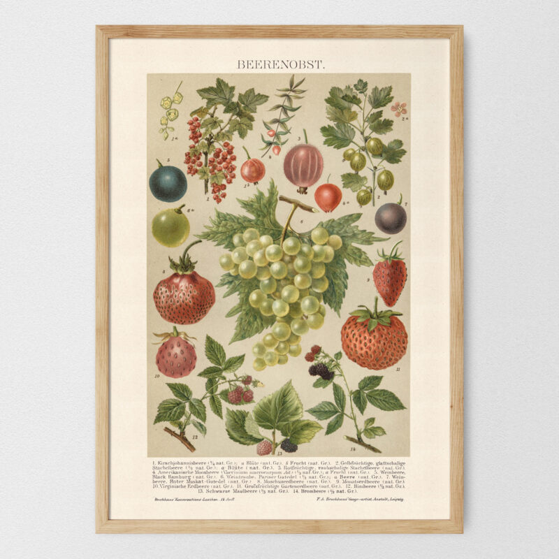 plakat-beerenobst-owoce-jagodowe-01 Beerenobst - Owoce jagodowe – plakat vintage, reprint dawnej ilustracji