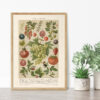 Beerenobst - Owoce jagodowe – plakat vintage we wnętrzu