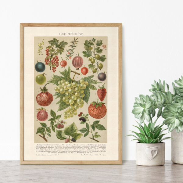 Beerenobst - Owoce jagodowe – plakat vintage we wnętrzu