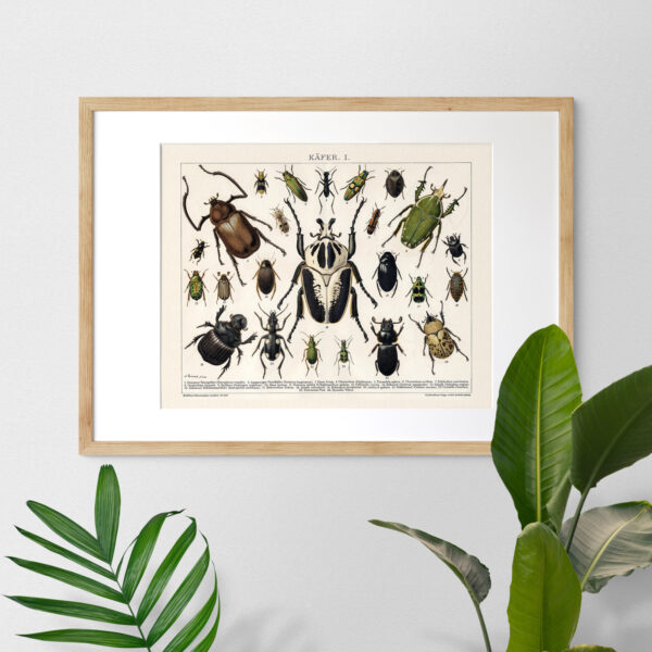 Käfer - Chrząszcze – plakat vintage, reprint dawnej ilustracji