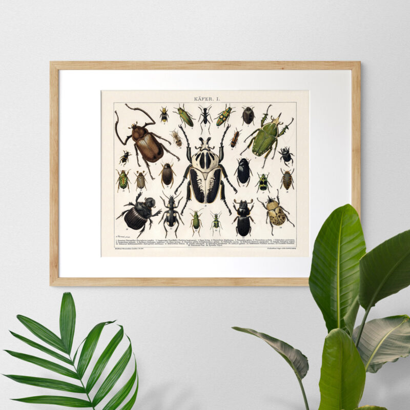 Käfer - Chrząszcze – plakat vintage, reprint dawnej ilustracji