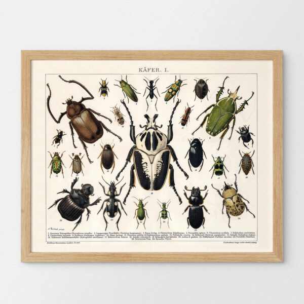 Käfer - Chrząszcze – plakat vintage we wnętrzu