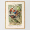 Papageien - Papugi – plakat vintage, reprint dawnej ilustracji