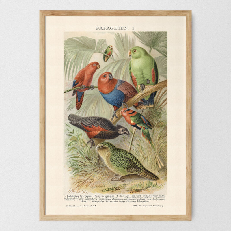 plakat-papageien-papugi-01 Papageien - Papugi – plakat vintage, reprint dawnej ilustracji