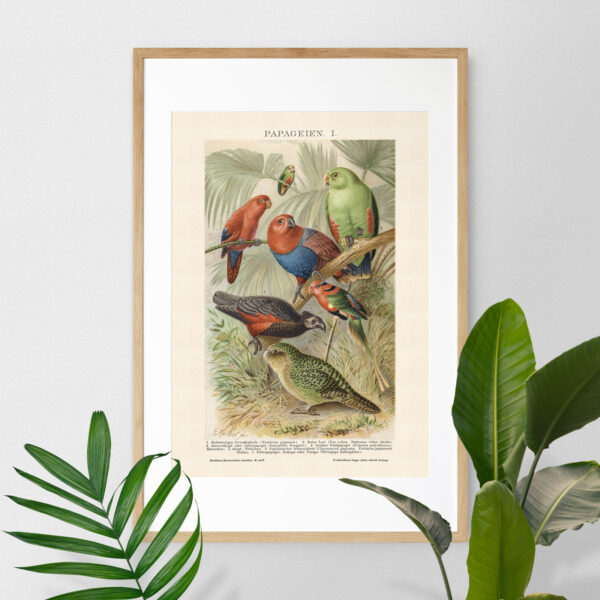 Papageien - Papugi – plakat vintage we wnętrzu