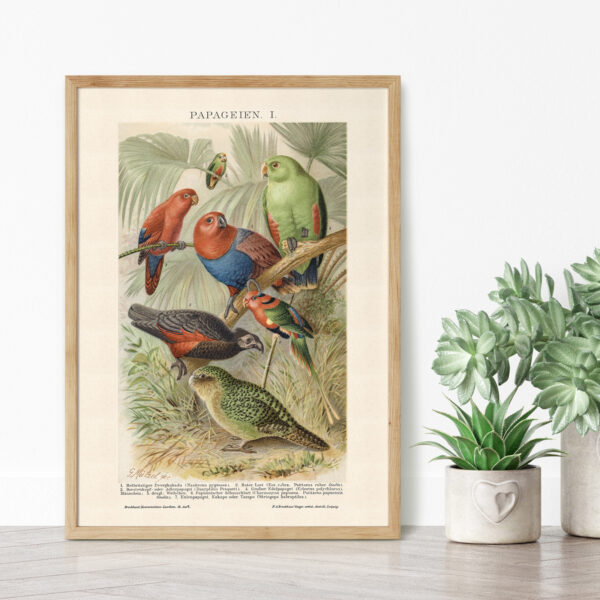 Papageien - Papugi – plakat vintage we wnętrzu