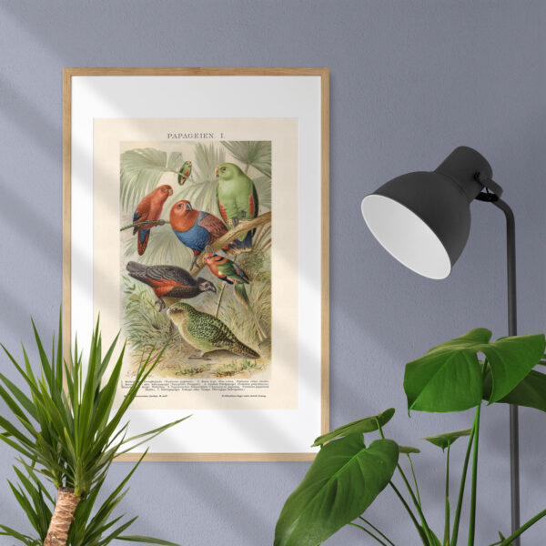 Papageien - Papugi – plakat vintage we wnętrzu