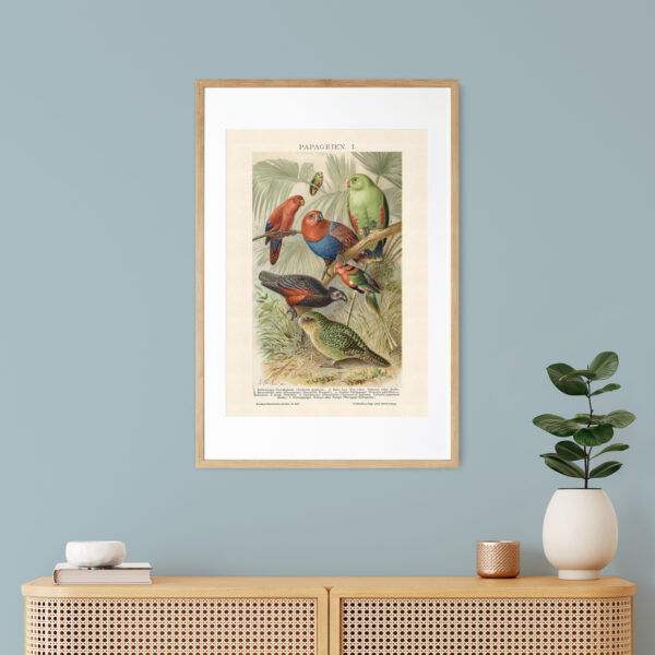 Papageien - Papugi – plakat vintage we wnętrzu