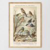 Singvögel - Ptaki śpiewające – plakat vintage, reprint dawnej ilustracji