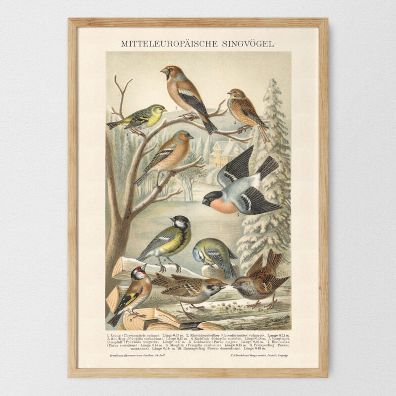 Singvögel - Ptaki śpiewające – plakat vintage, reprint dawnej ilustracji